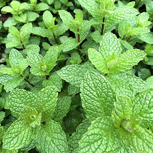Mint Seeds – Great Flavour All Year Round – Vigorous Perennial Herb – for Your Beautiful Kitchen Garden