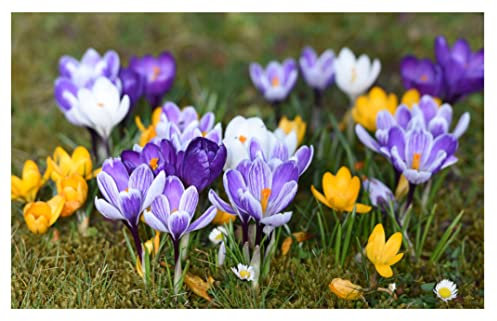 Oliwier's Bulbs 10 x Large Flowering Crocus Mixed Spring Flowering Bulbs Early Flowers Ready for Planting Now Colourful Hardy Perennial Bee Friendly Plants