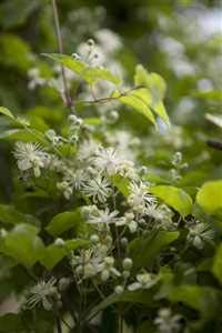 Clematis viticella Waldrebe Kletterpflanze im Topf gewachsen (60-100cm)
