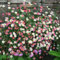 600 piezas Semillas de margarita española, flores para balcon, semillas organicas,Erigeron karvinskianus, semillas de flores, semillas de plantas de interior semillas de flores, jardín