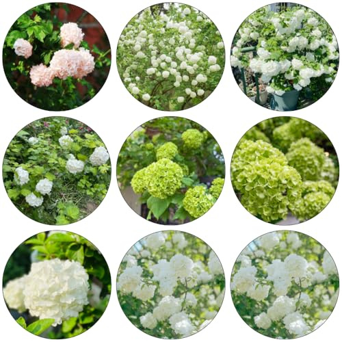 hortensia bola de nieve - Viburnum opulus trepadora jardín de interior silvestres primavera arbustos resistente semillas jardín 65pcs