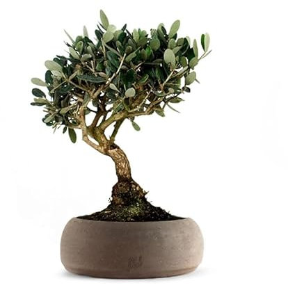 Olivo Bonsai Altezza 45 cm, Pianta Vera, Pianta da Interno ed Esterno - Vaso Artigianale di Terracotta - Marrone