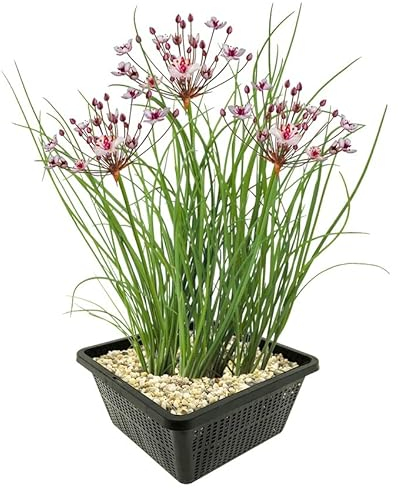 vdvelde.com - Schwanenblume - 4 Stück - 1 Teichkorb - Butomus Umbellatus - - Wasserpflanze- Ausgewachsene Höhe: 80 cm- Platzierung: -1 bis -20 cm