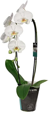 Orquídea Blanca PREMIUM Planta Natural con Flores Blancas