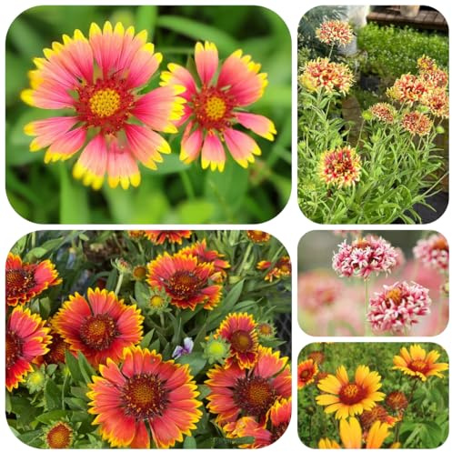 semillas de manta perenne de primavera, silvestres la Gaillardia para lugares soleados macizo 300pcs