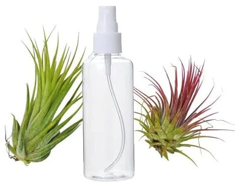 Tillandsia Roja & Tillandsia Verde + Spray con Abono para Plantas del Aire