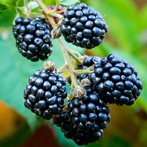 Plant Theory BlackBerry Loch Ness Fruit Bush Rubus Fruiting Berry Shrub Plant 3L Pot
