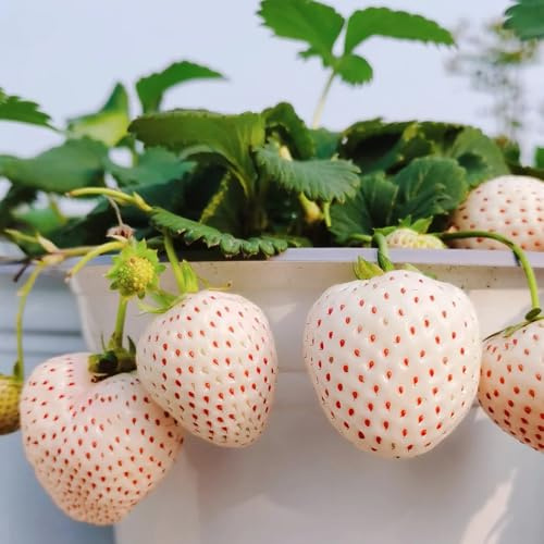 Semillas de fresa, regalos de jardín orgánicas fresa semillas de interior regalos para 100pcs