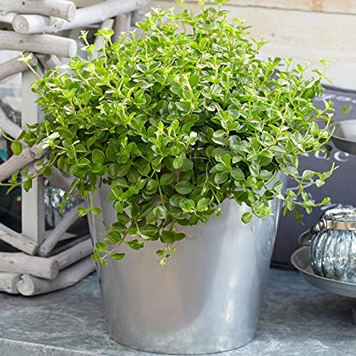 Peperomia Rotundifolia | Petite Plante d'intérieur | de 10 à 15 cm (pot inclus)