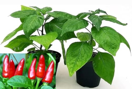 POWERS TO FLOWERS - PEPERONCINO PICCANTE DIAVOLO CALABRESE, 2 PIANTE, Vaso 10cm, piante vere