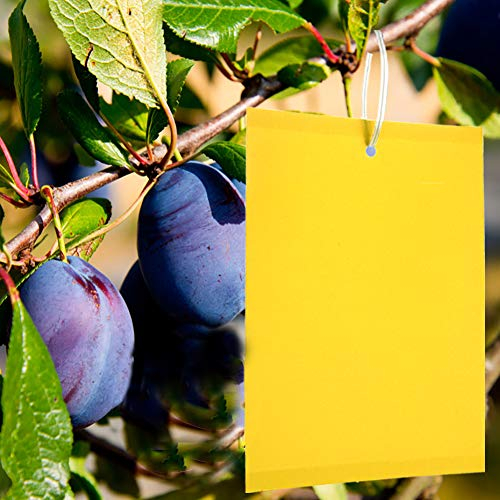 Y.A. LOTUS 50 Pièces Profession Pièges Collants Double Face, Pièges à Insectes Volants Anti Blanc de Mouches, Pucerons, Mites pour Jardin Plante Fleur Fruits, avec Attaches de Câble(15x20 cm)