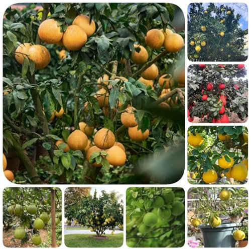 100 pcs Pomelo Frucht Samen, obstsamen bio saatgut Citrus Maxima - obst samen, gartendeko für draußen, obst frisch gartenarbeit baumsamen, pflanzen für sonnige plätze, säulenobst winterfeste