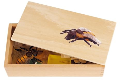 TimeTEX - Lebenszyklus einer Honigbiene | In Holzbox Montessori Premium | Zur Veranschaulichung des Entwicklungsprozesses einer Honigbiene | Maße der Holzbox: 23,1x12,1x5,6 cm