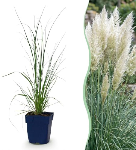 Green boutiQ - Graminées - Cortaderia sell. Pumila - Herbe de la Pampa naine - Avec Plumet - Gris - 24 Plantes - Pot 11cm - Hauteur 15-25cm