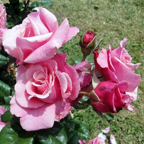 Vivai le Georgiche - Pianta vera di Rosa Wildberry sin. La Gaite TAN13522 - vaso 6,5 Litri - Quadrato