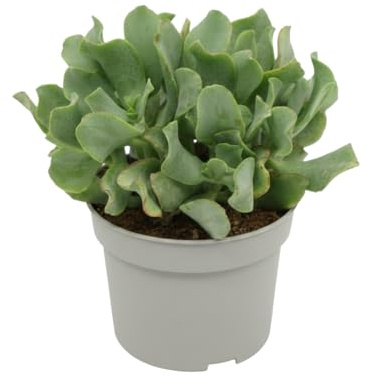 Planta de Jade Plateada Crassula Arborescens DECOALIVE Maceta 10 cm, Altura 15 cm, Planta Crasa para Salón Moderno