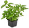 Semillas de planta de albahaca 40 piezas Verde