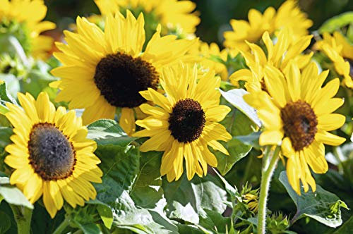 Suttons Sunflower Seeds F1 Suntastic Yellow, Sun Flower Seeds, Helianthus, Ideal for Containers, Beds and Borders, 20 Seeds per Pack