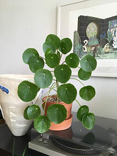 1 PIANTA di PILEA PEPEROMIOIDES PIANTA delle Monete Vaso 12CM da Interno