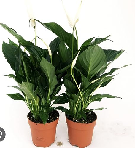 Generico Spatifillo Pianta vera vaso 10cm Terre di Romagna