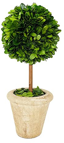 Natural Preserved Boxwood Topiary in Pot 9 inch Stunning Greenery and Plant Decor Great for Home Office bar Shop decoartion Christmas Topiary Decor GIFS for Family, New House(9 inch Tall/4 inch Wide)