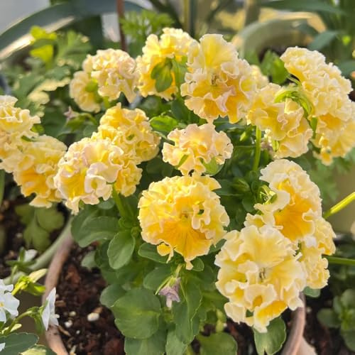 semi di viola del pensiero - decorative balcone di esotiche resistenti per il giardino 60pcs