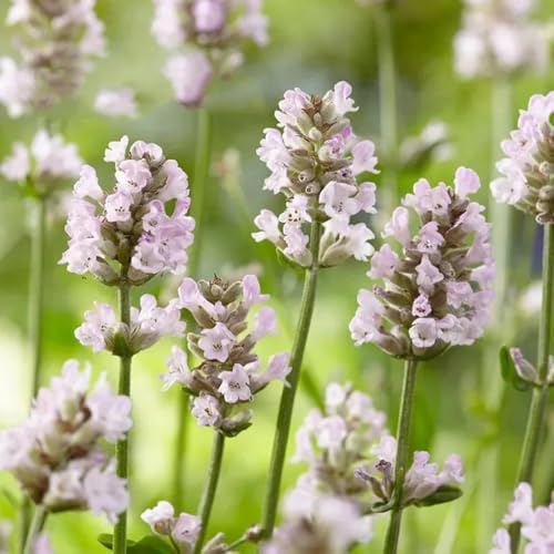 semi di lavanda, varietà antiche interno d'appartamento 100pcs