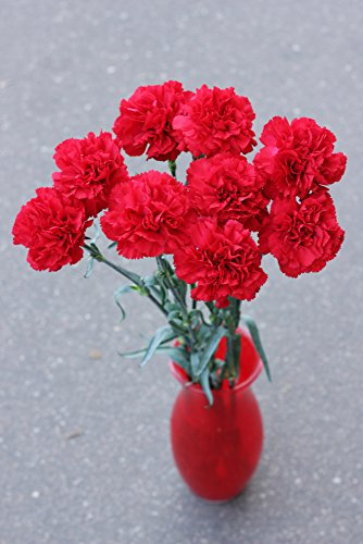 Carnation Scarlet Red 30 Seeds, Dianthus - Bloom all summer long