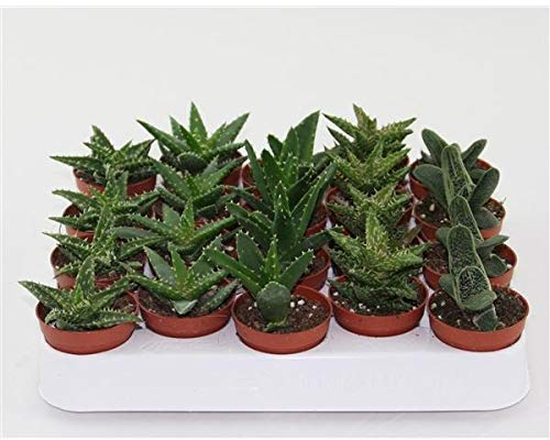 5er Set Aloe Vera Pflanzen Mix – 10-12 cm – Sukkulenten, pflegeleichte Zimmerpflanzen für Wohnung & Büro – Luftreinigend, Heilpflanze