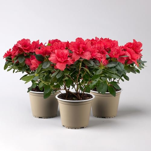 Azalee rot, gefüllt, Topf-Ø 12 cm, 3er-Set