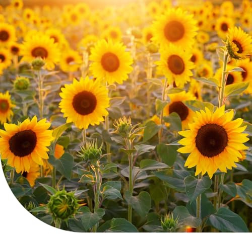 Tournesol géant 'Taiyo' (Helianthus annuus) - 250 graines - Hauteur de croissance : 180 cm - Belle floraison estivale annuelle - Semences de haute qualité