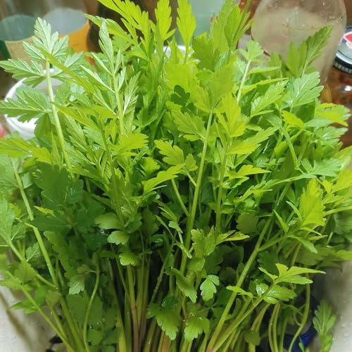 crescione, semi di crescione esotiche da balcone rialzate Coltivare invernali serra balcone cucina aromatiche sostenibili giardino di aromatiche 160semi