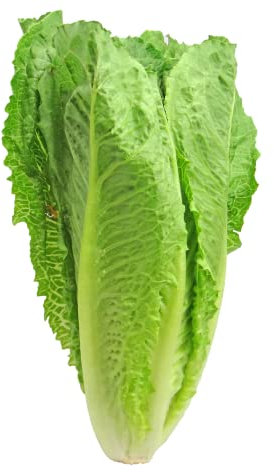 Graines Laitue Romaine blonde maraîchère - Sachet de 4 grammes (environ 2400 graines) - Graines de style