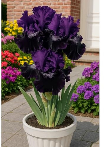 Iris - Rizoma Iris resistente -3 rizomi-B