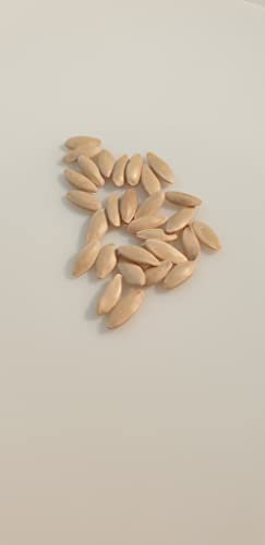 25 graines à semer - Le Grenier d'Abondance - CONCOMBRE Rollinsons's Telegraph - Cucumis sativus