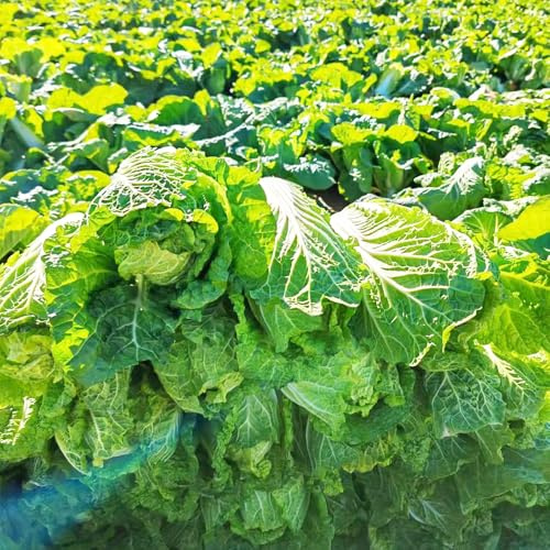 cavolo cinese, semi di pak choi, verdi aromatiche da giardino invernali sostenibili balcone serra vecchie varietà di resistenti per 600pcs