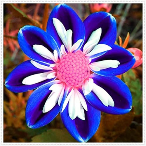 Dahlien Zwiebeln,Winterharte MehrjäHrig,Schnittblumen,Seltene Pflanzen,Dahlien Knollen winterhart,Dalienknollen Winterfest Bienenfreunlich,Dekorative Blumen,dahlienknollen kaufen.-2 zwiebeln-I