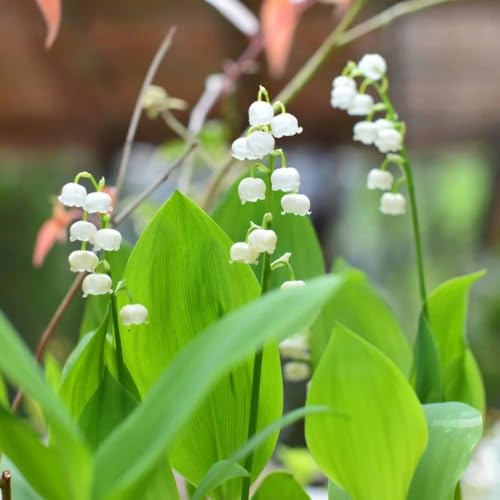 lirio de los valles decorativa de jardín jardín del balcón bulbos temprana perennes resistentes cama elevada interior 10pcs