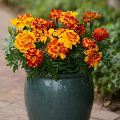 semillas de caléndula, Tagetes erecta, otoño resistentes verano cortadas exterior resistentes cobertura del suelo raras regalos para 600pcs