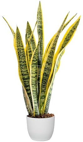 Bonplants Sansevieria Laurentii, Pianta Lingua di Suocera, Vaso 17 cm, h 70 cm (Vaso Bianco)