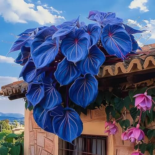 500 Graines de Liseron Grimpant – Feuilles Colorées, Plante Grimpante Ornementale pour Jardin, Balcon, Patio (Bleu)