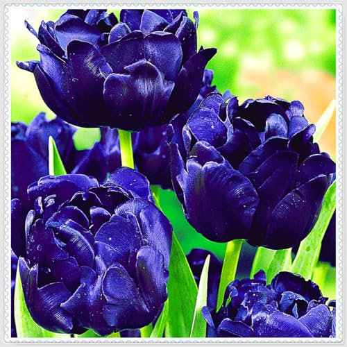 Tulpen – mehrjährige, seltene und schöne, winterharte Knollenblumen mit leuchtenden Farben, perfekt als Gartendekoration.-3 zwiebeln-B