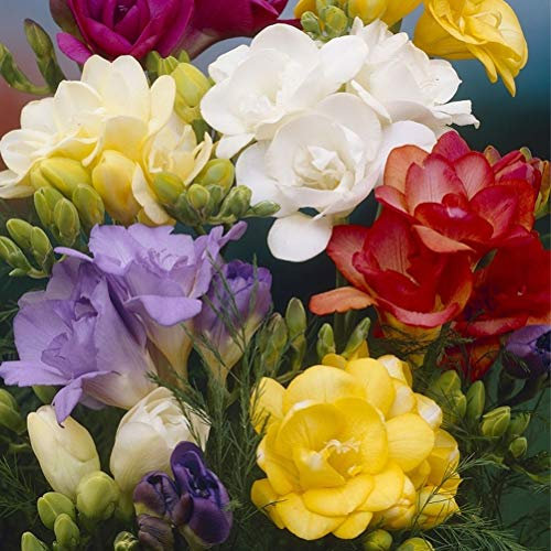 10 x Freesia Double Mixed – Gorgeous Double Flowers in a Captivating Fragrance – Summer Flowering Perennial – for Your Beautiful Garden