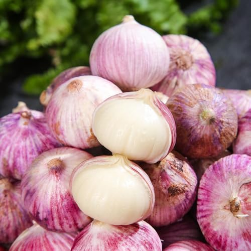 300 pcs Knoblauch Samen Kaufen, Winterknoblauch, Pflanzknoblauch, Sämereien Gemüse, Saatgut Knoblauch Samen Winterhart Gartenpflanzen Winterhart Mehrjährig, Kräutergarten Indoor Balkonpflanzen