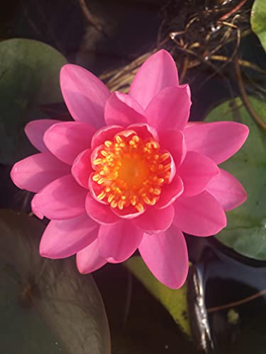 Lincolnshire Pond Plants Ltd - Firecrest Water Lily - Live Water Plant Aquatic Pond Lake Marginal - Kit