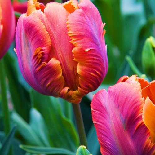 Tulip Bulbs-Tulip Bulbs for Planting Now UK,Garden Flowers,Ornamental Flowers,Wedding Flowers,Hardy Perennial-5bulbs-d