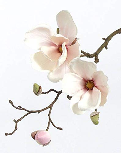 artplants.de Künstlicher Magnolien Zweig MALBINE, 2 Blüten, weiß - rosa, 50cm - Deko Zweig - Künstliche Magnolie