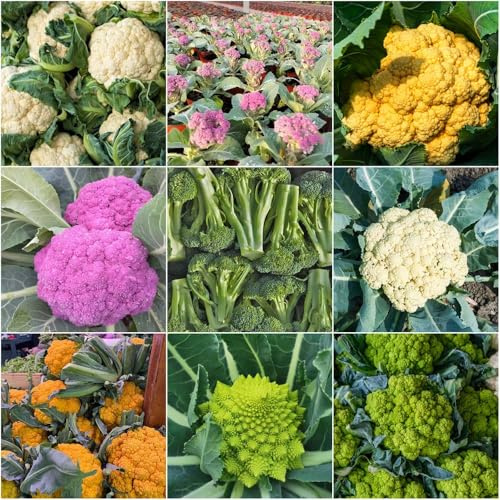 semillas de coliflor fácil cultivo semillas exóticas tradicionales Serie de raras variedades antiguas primera 200pcs