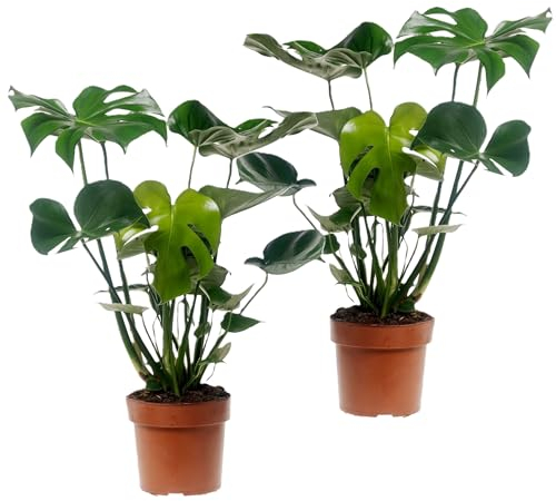 Plant in a Box - Monstera Deliciosa - Set de 2 - Plantes vertes d'intérieur vivante - Lierre du Diable - Monstera délicieuse - Pot 17cm - Hauteur 50-60cm