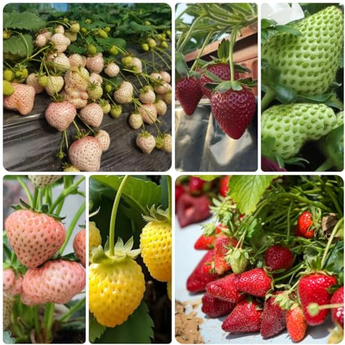 semillas de fresa amantes de la jardinería fresa, Decoraciones jardín exteriores balcón verdes, interior lugares 400semillas